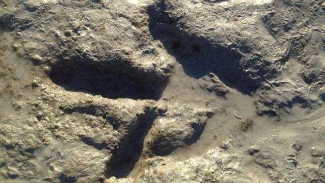 Zbulohen shenja dinozauri në Australi (FOTO)
