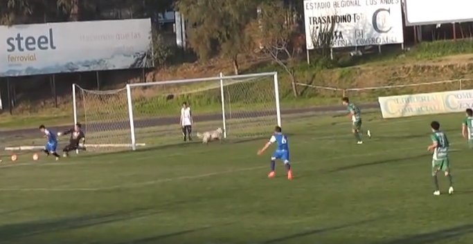 Qeni bën portierin dhe shpëton një gol të sigurt (VIDEO)