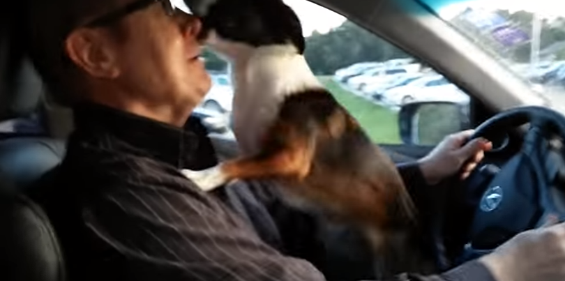Reagimi mbresëlënës i qenit kur sheh parkun e qenve (VIDEO)