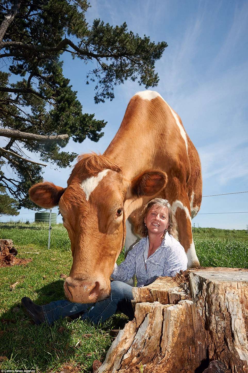 39D5E97200000578-3884978-What_a_load_of_bull_The_behemoth_bovine_dwarfs_his_owner_Joanne_-a-5_1477751890553
