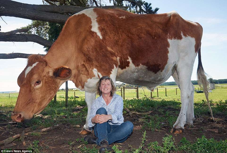 39D5EA3700000578-3884978-Un_bull_ievable_Big_Moo_weighs_over_a_tonne_and_measures_an_asto-a-6_1477751890556