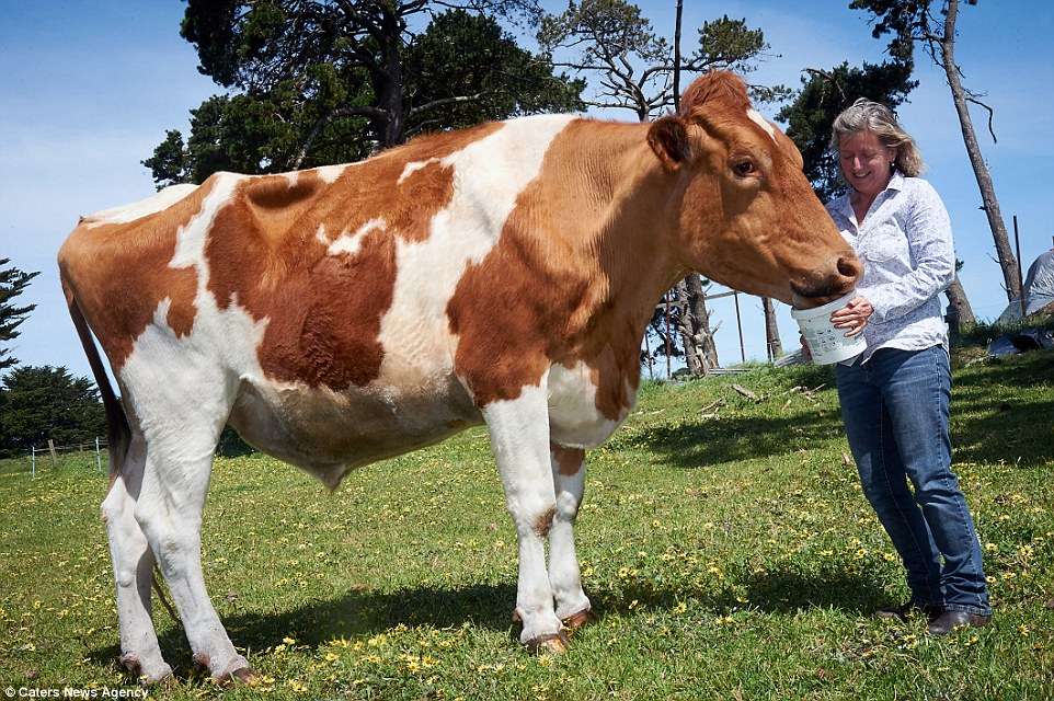 39D5EA9A00000578-3884978-Holy_cow_Though_he_may_he_harmless_Big_Moo_turns_heads_in_his_ho-a-7_1477751890715
