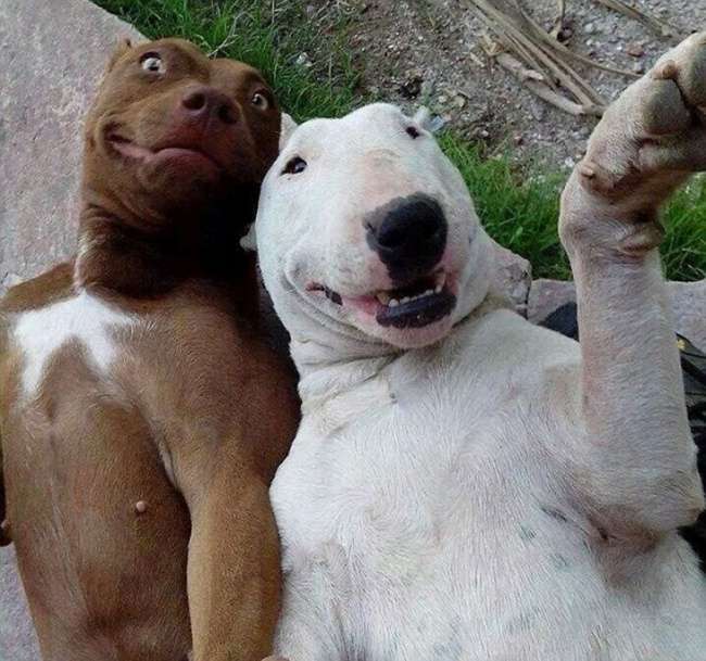 Selfiet më të mira nga mbarë bota (FOTO)