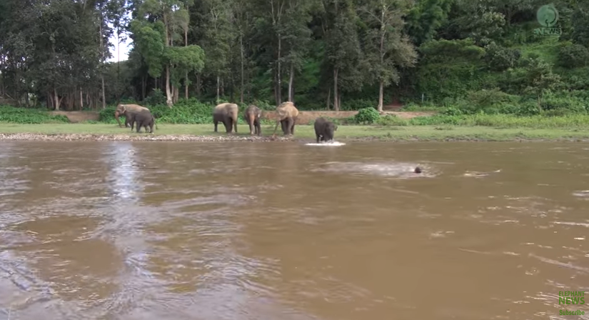 Elefanti në aksion për të shpëtuar kujdestarin e tij (VIDEO)