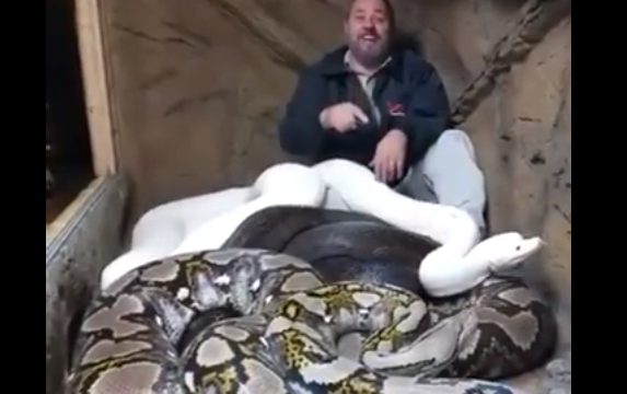 Ky njeri nuk i ka frikë gjarpërinjtë, ja çmenduria e tij (VIDEO)