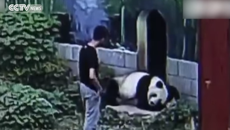 Vizitori përballet ashpër me pandën gjigante (VIDEO)