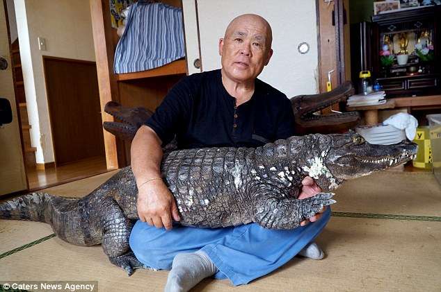 Japonezi që i kaloi 34 vjet me krokodilin (VIDEO)