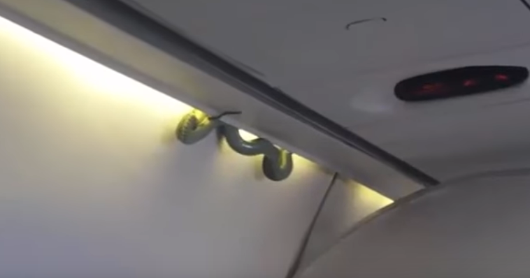 Gjarpri në avion gjatë fluturimit drejt Meksikës (VIDEO)