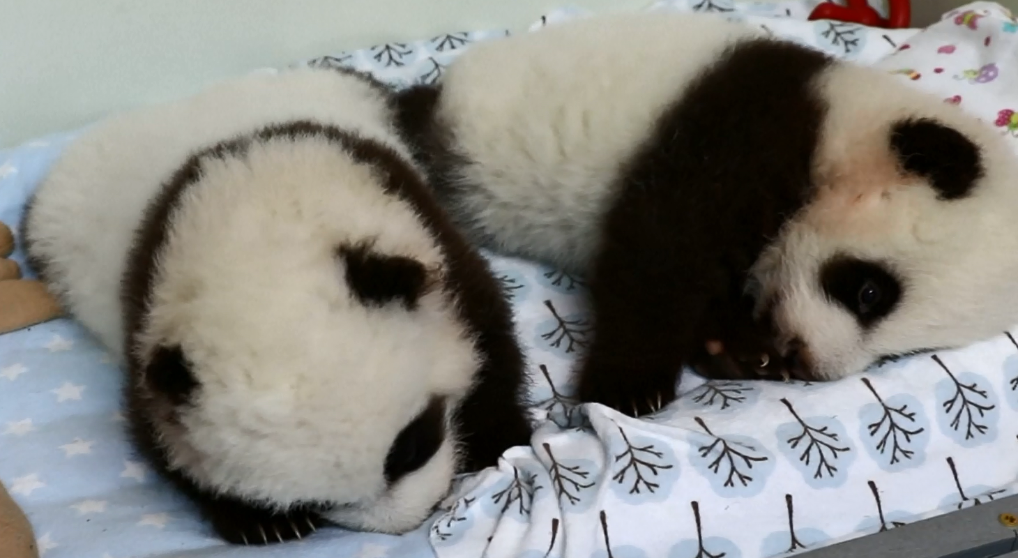 Kopshti zoologjik krijon faqe votimi për emërtimin e binjakëve panda (VIDEO)