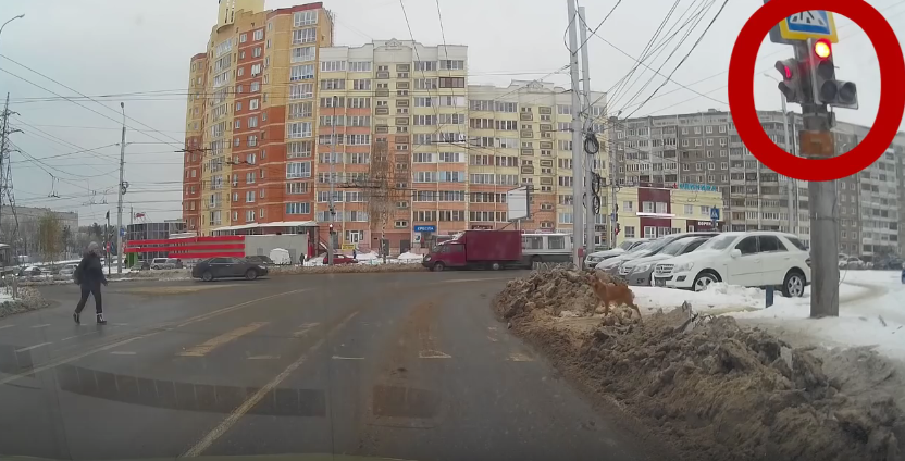 Qeni pret dritën e gjelbër për ta kaluar rrugën (VIDEO)