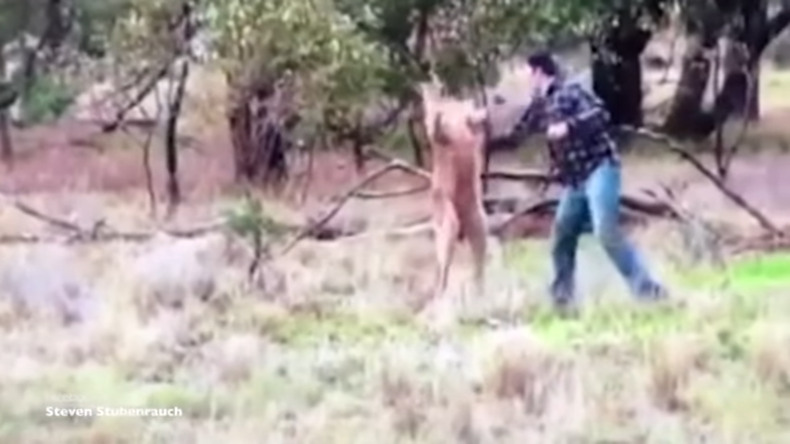 Burri qëllon me grusht kangurin (VIDEO)