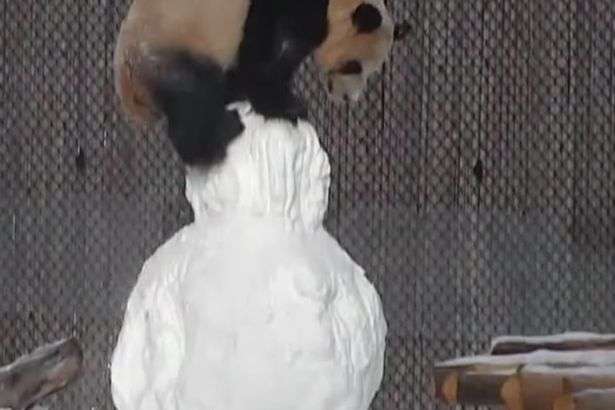 Ky është momenti kur panda përleshet me dordolecin, e pëson keq (VIDEO)