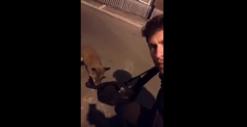 Një histori interesante mes njeriut dhe dhelprës (VIDEO)