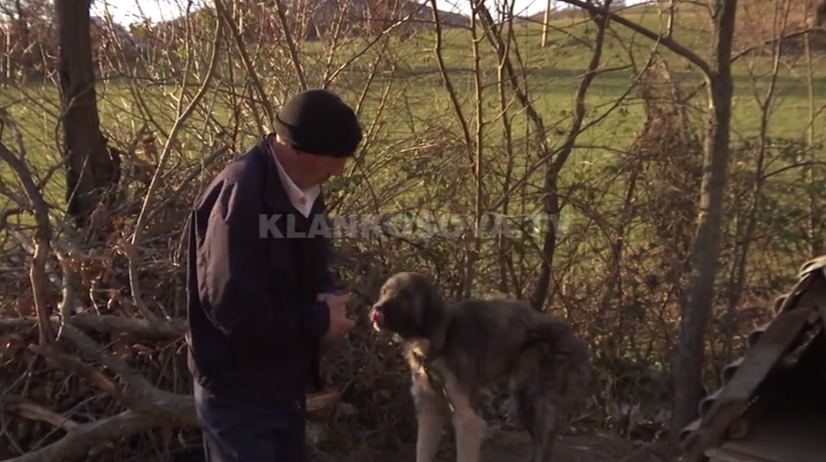 Vllahi: Banorët hasin në një kafshë të ngjashme me ujkun (VIDEO)
