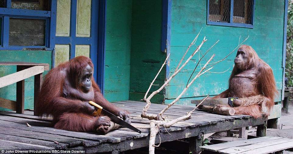Shihni se si ky orangutang e përdorë sharrën (VIDEO)