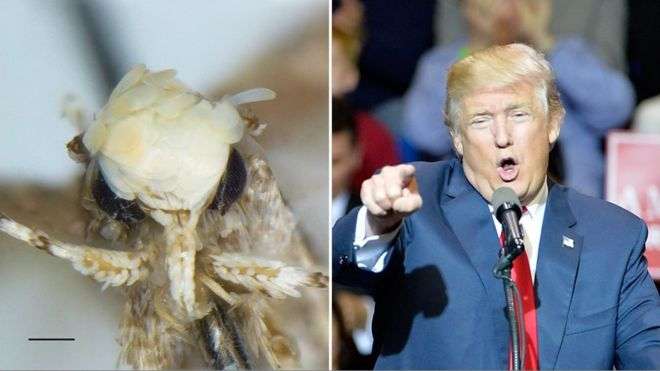 Insekti që mori emrin e Donald Trump