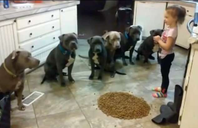 Katërvjeçarja mban nën kontroll dhe ushqen gjashtë pitbullë (VIDEO)