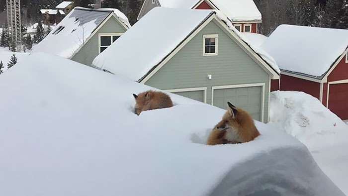Dhelprat mbi çati, si mundet?