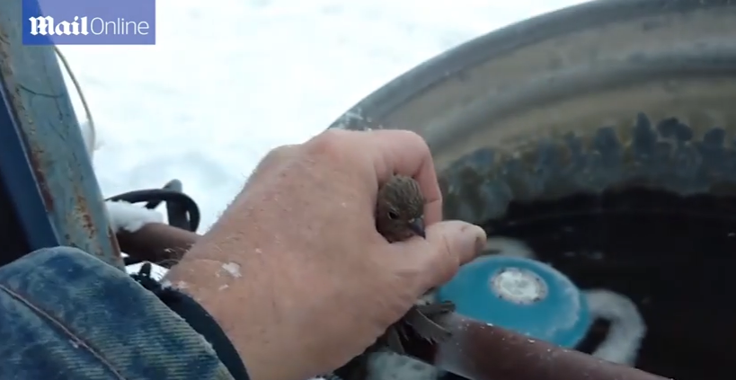 Duke liruar frymë, shkrin këmbët e ngrira të harabelit (VIDEO)