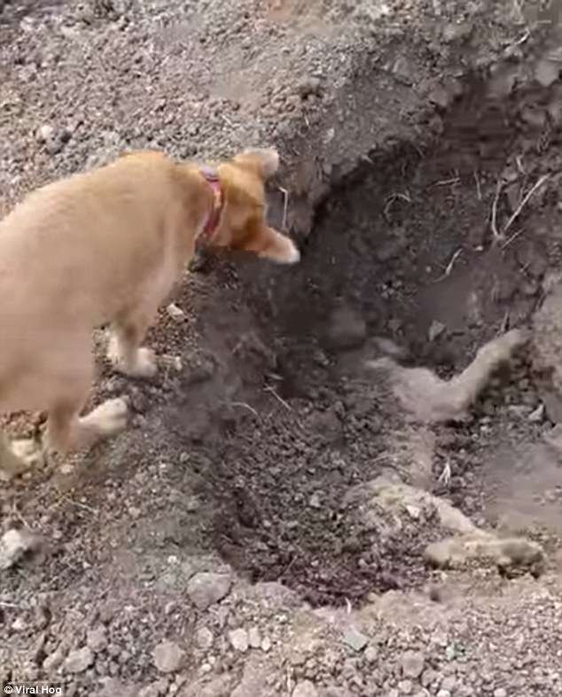Prekëse: Qeni varros vet vëllain që ia shkeli vetura (VIDEO)
