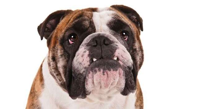 Në Meksikë tentohet të kryhet rekordi i qenve të llojit "bulldog"