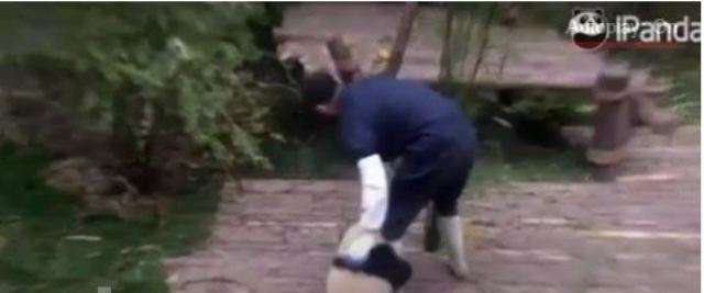 Kjo është panda më e famshme e internetit (VIDEO)