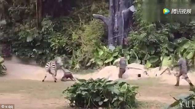 Zebra e sulmon rojtarin e kopshtit zoologjik (VIDEO)
