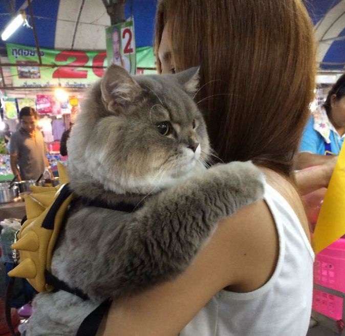 Njihuni me maçokun që të gjithë e duan (FOTO)