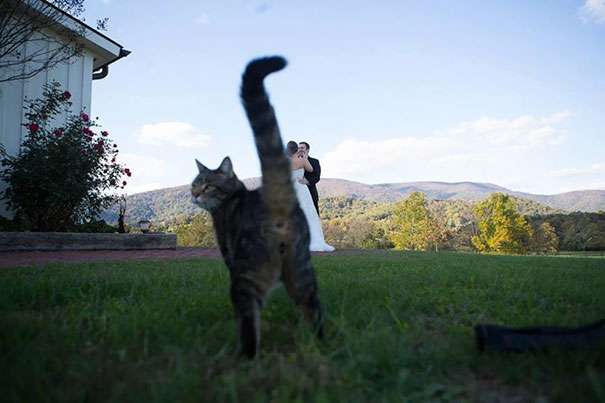 Duhet t’i shikoni këto fotografi qesharake (FOTO)