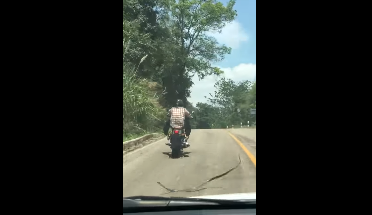 Momenti kur gjarpri mundohet ta sulmojë motoçiklistin (VIDEO)