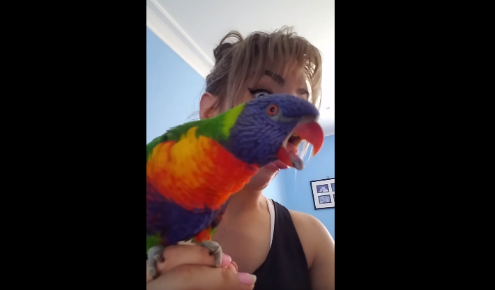 Papagalli do me çdo kusht të jetë si pronarja e tij (VIDEO)