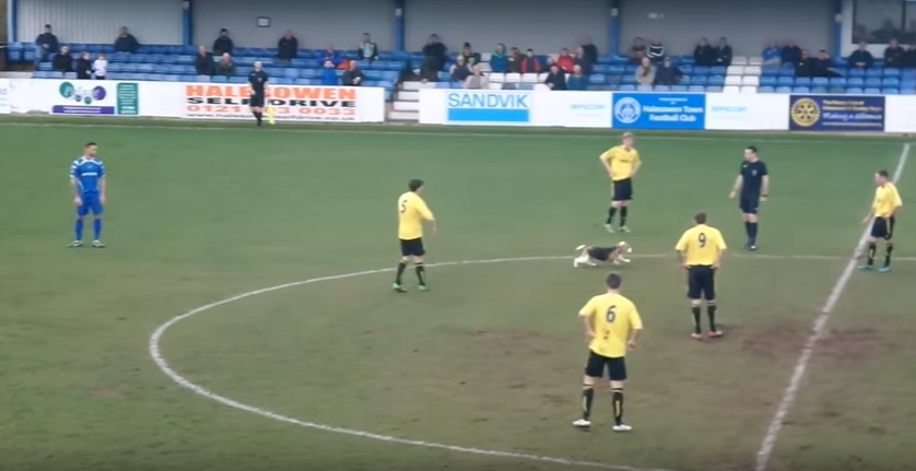 Kur futbollit ia merr vëmendjen një qen (VIDEO)