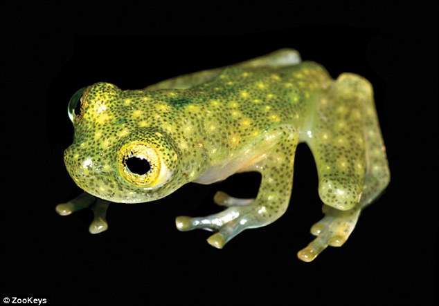 Zbulohet specie e re e bretkosës transparente