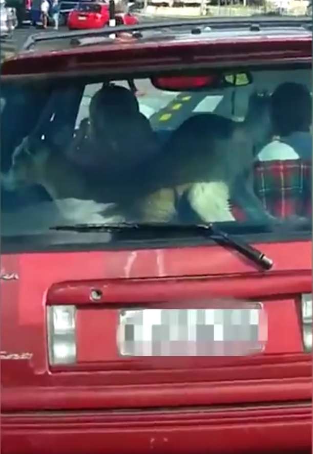 Fëmija dhe dhia vozisin bashkë  (VIDEO)