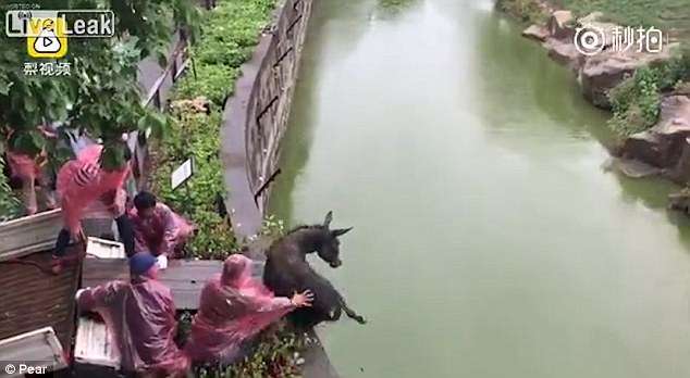 Tigrat ushqehen me gomarin e gjallë në një kopsht zoologjik në Kinë (VIDEO)