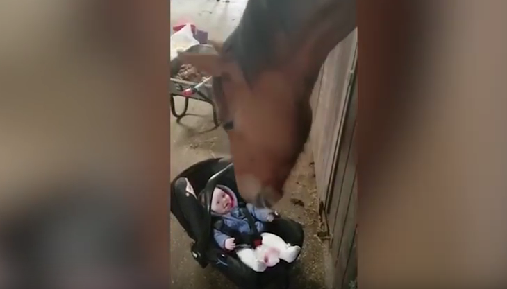 Kali qetëson foshnjën, shikojeni reagimin! (VIDEO)