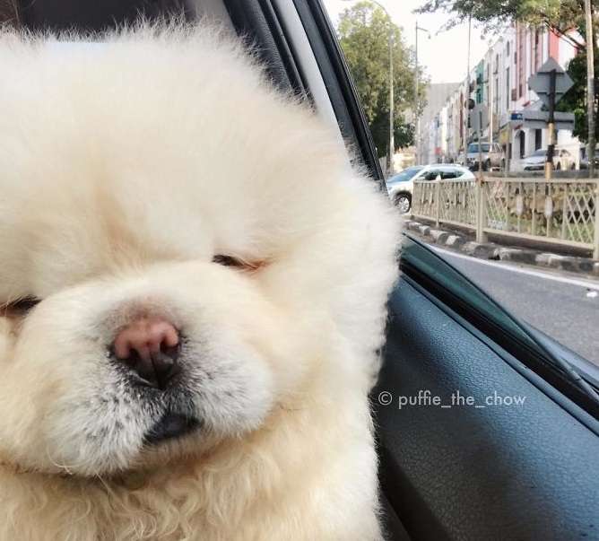 Ky qen po çmend Instagramin (FOTO)