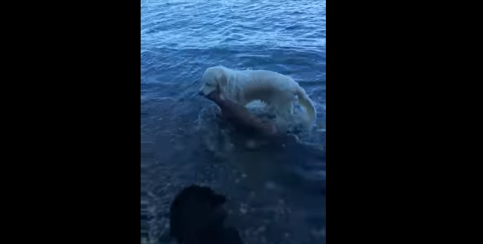 Kupton që dreri tremuajsh po mbytet në ujë, qeni hero e shpëton (VIDEO)