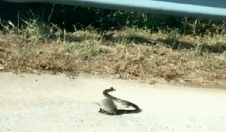 Momenti kur miu shpëton të voglin e saj nga gjarpëri (VIDEO)