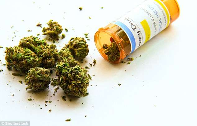 Studimi: S'ka prova bindëse që marihuana ndihmon në shërimin e dhimbjeve kronike