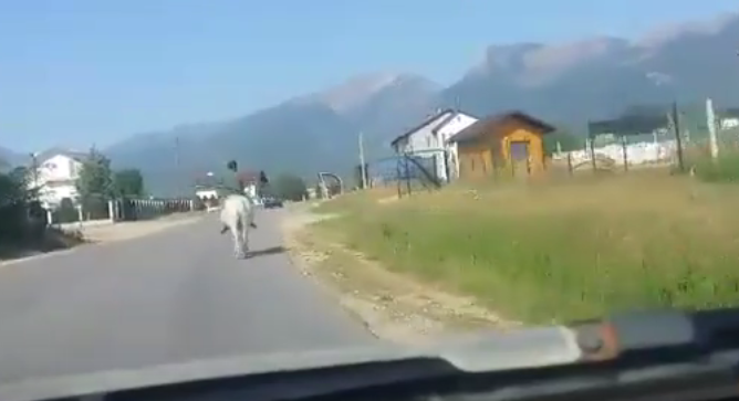 “Princi” pejan në kali të bardhë (VIDEO)