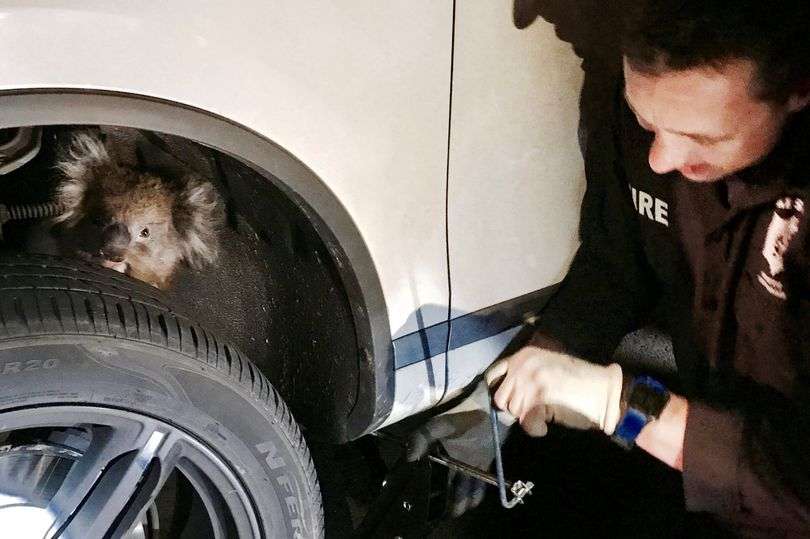 Shoferi ndaloi makinën pasi dëgjoi një koalë duke qarë