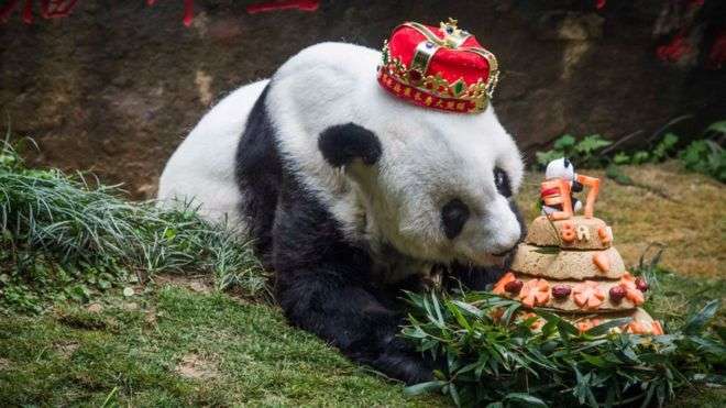 Ngordh panda më e vjetër në botë
