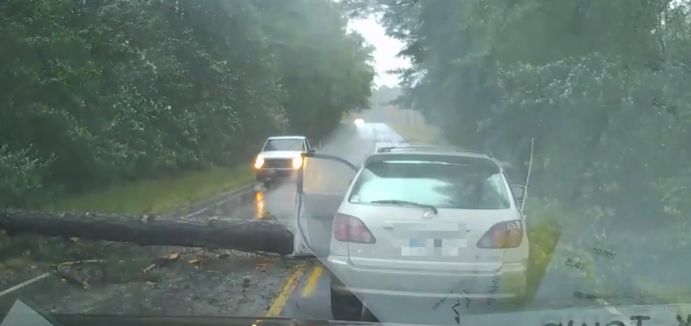 Uragani Irma - Momenti kur pema bie mes rrugës kryesore (VIDEO)