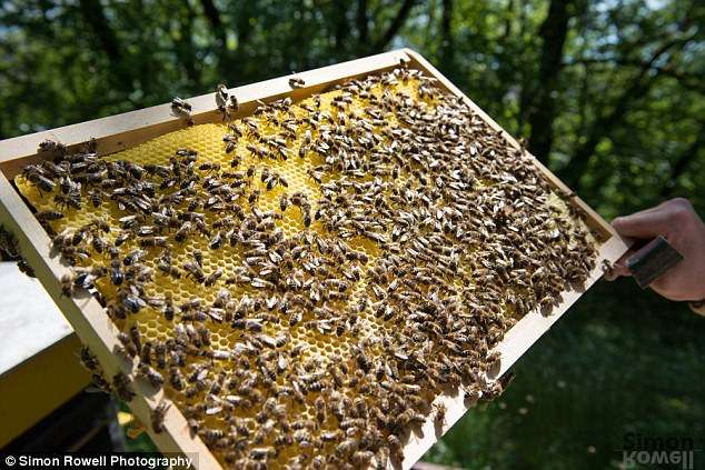 Disa lloje mjalti përmbajnë pesticide që mund ta sulmojnë sistemin nervor