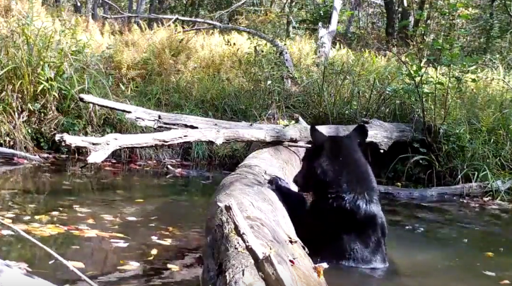 Ariu bënë dush në liqen (VIDEO)