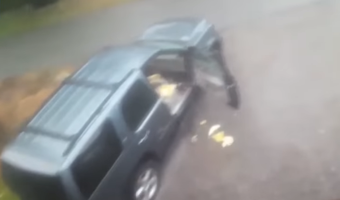 Ngasësi gjen vizitorë të pazakontë në veturën e tij (VIDEO)