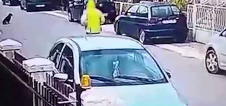 Momenti kur një qen shpëton një grua nga hajni (VIDEO)