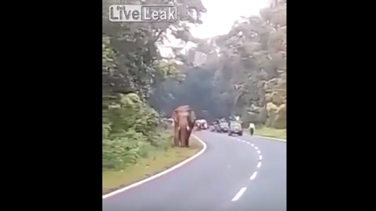 Momenti kur elefanti vret një njeri (VIDEO)