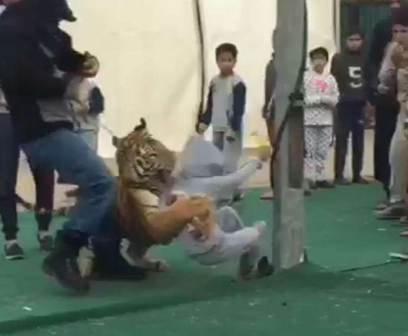 Tigri sulmon fëmijën, momenti i tmerrshëm filmohet me kamera (VIDEO)